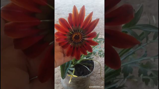 Gazania Gazanea #plantas #gazania #flores смотреть онлайн