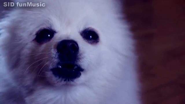 Gabe the Dog remix (SID funMusic) смотреть онлайн