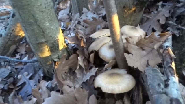 Анапа: искать грибы, найти опята 17.11.2017 смотреть онлайн