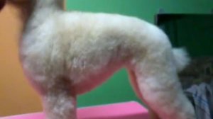 Пудель - стрижка домашняя.