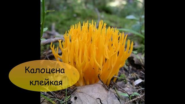 Грибы - 