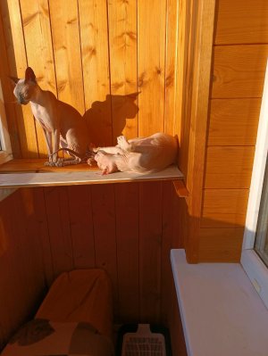 я не говорю