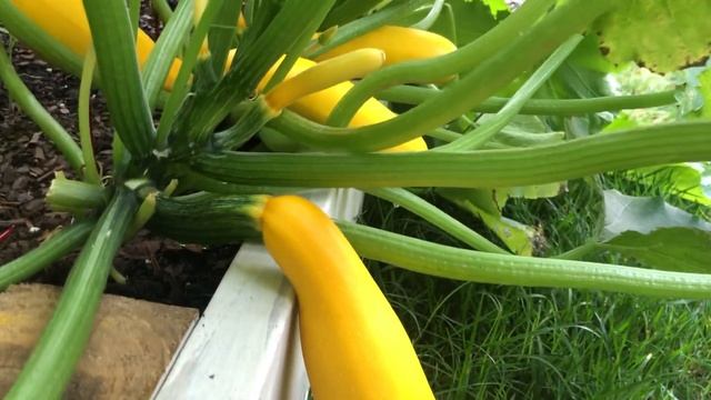 Снимаем урожай кабачков или золотых цукини! смотреть онлайн