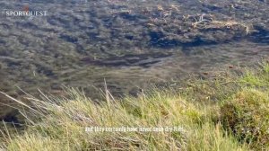 Crazy Brown Trout Fishing On The Chico River In Argentina