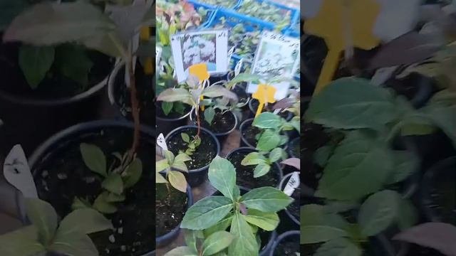 Сорта крупнолистных гортензий которые ещё есть в наличии,в ноябре!🍂