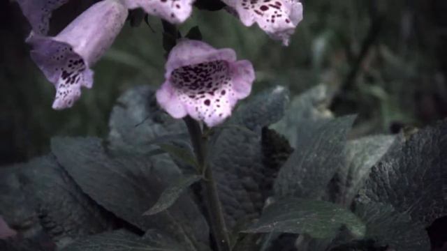 Foxglove Flower смотреть онлайн