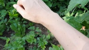 Суперэффективное средство от комаров своими руками