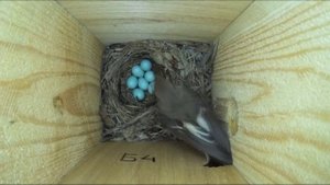 Мухоловка-пеструшка защищает гнездо от осы ( Ficedula hypoleuca )