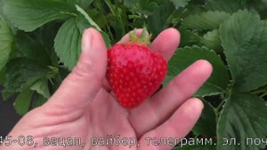 ФИГАРО ранний сорт клубники