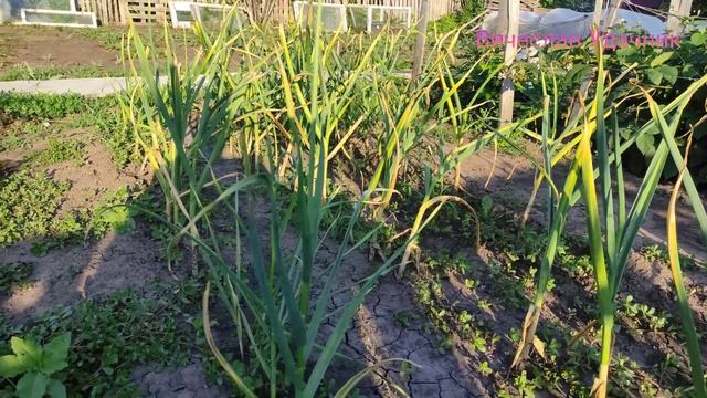 Что нужно сделать с чесноком в начале июля? смотреть онлайн