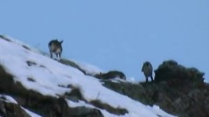 Дагестан. Охота на туров.