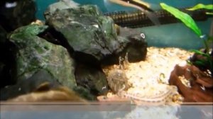 Энхитреи (черви энхитреусы) - корм для мальков и взрослых аквариумных рыбок своими руками