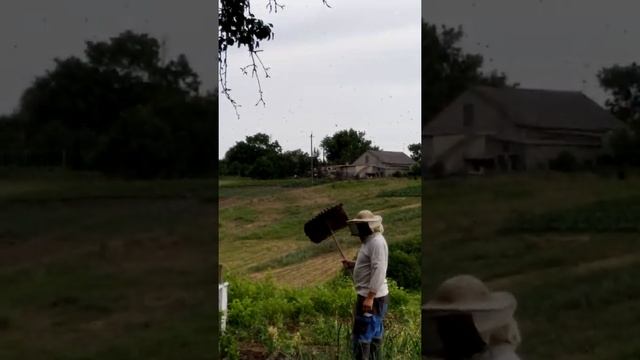 Как поймать рой пчёл смотреть онлайн