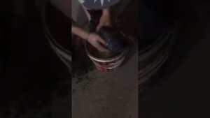 Ублюдки мучают кота