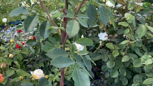 Истинная английская леди - роза Леди оф Шалот (Lady of Shalott). Питомник растений Е. Иващенко смотреть онлайн