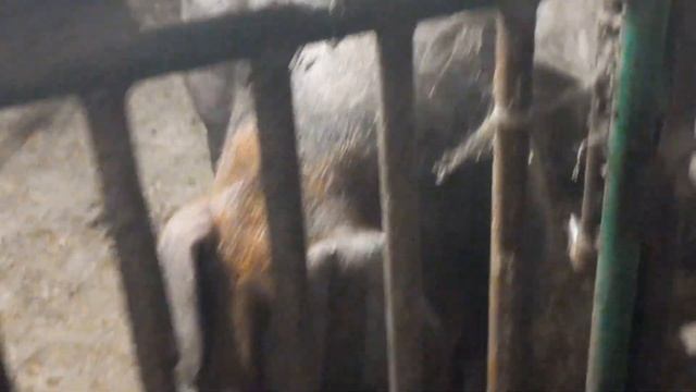 Продал свиноматку‼️Планы в пользу откорма ???Осенний обзор моих хрюшек... смотреть онлайн