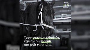 Коня выкупили с бойни