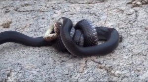 Илонлар жанги