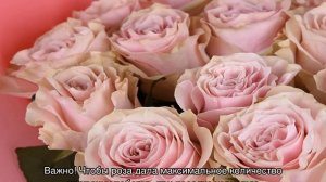 Роза Мондиаль (Mondial) — описание и разновидности