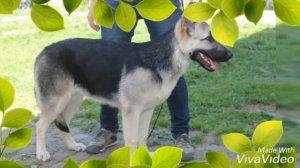 Монопородная выставка ВЕО *Великий Новгород*?