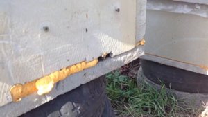 Простое пчеловодство 8 Как узнать есть ли матка и расплод в улье