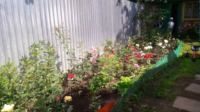 Розы первогодки из питомника Бутримовых. Обзор. смотреть онлайн