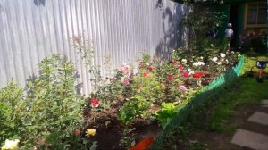 Розы первогодки из питомника Бутримовых. Обзор.