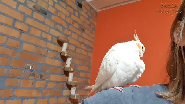 Решила делать ДНК Тест на определение пола попугая смотреть онлайн