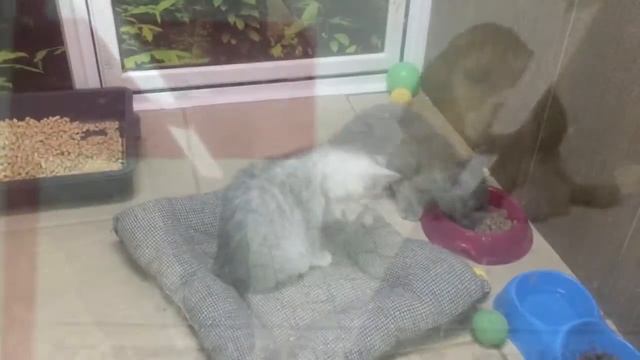 Они не откроют. В одном из зоомагазинов Москвы - #игравгорода_ащ смотреть онлайн