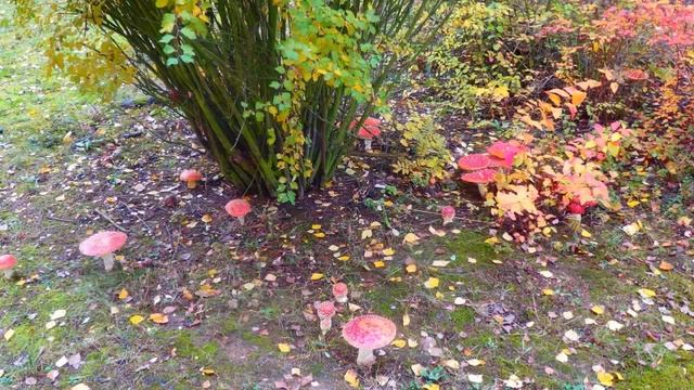 Muchomůrka červená - Amanita muscaria 2016 смотреть онлайн