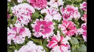 Петуния. Лучшие семена петунии. Серии петуний