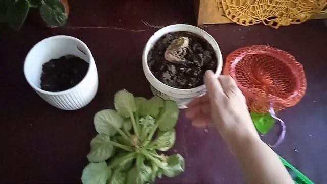 Три фиалки, омоложение и разделение молодых кустиков? смотреть онлайн