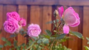 Arctic Blue Rose - 1st Year - Fall Flush