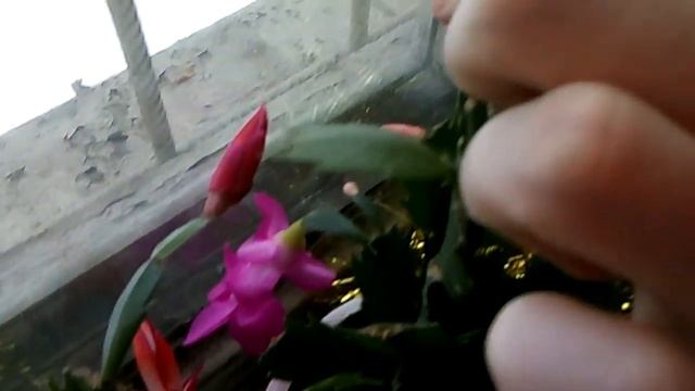 Красный декабрист смотреть онлайн