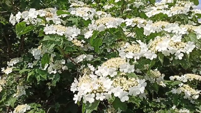 НЕОПИСУЕМАЯ КРАСОТА.ЦВЕТЁТ КАЛИНА смотреть онлайн