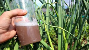 Если на стадии зеленых стрелок подкормить чеснок этим то зубчики будут в 2 раза крупнее!