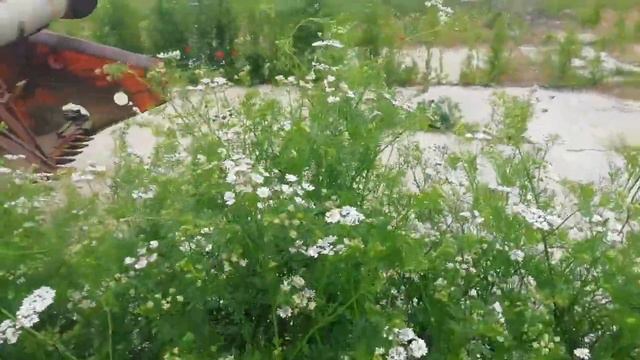 Нежданно-негаданно!!! Кориандр(кинза) в засуху. Крым 2020. смотреть онлайн