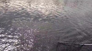 Сазан 12 кг. на Цне Рязанская область