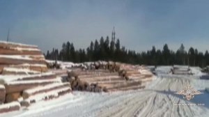 «Чёрные лесорубы» в Иркутской области вырубили леса на 10 миллионов