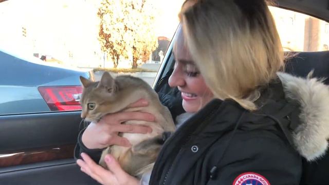 Meeting Ginza the Chausie for the first time. смотреть онлайн