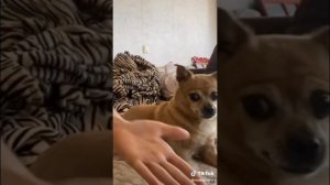 Парень и чихуахуа смешные моменты/ВИДЕО ИЗ ТИК ТОКА 🌸🌼🌛☘️🍀👑