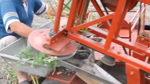 Уборка чеснока