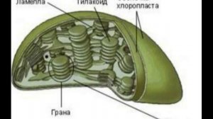 #какподготовитьсякегэ #егэ #biology #сдамегэ #хлорофилл #биологияегэ #хлоропласт #егэсотка