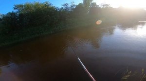 Огромный Голавль