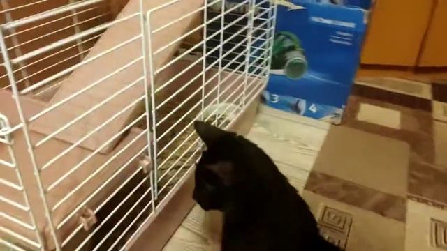 Шиншилла против кота. Chinchilla vs cat. 龍貓vs貓. شينشيلا مقابل القطshinshila mqabl alqtvolume..