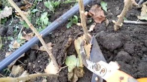 Правильная обрезка саженца чёрной смородины при посадке