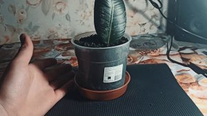 Каучуковый фикус из листа. Ficus elastica.  Фикус эластичный размножение.Фикус Робуста