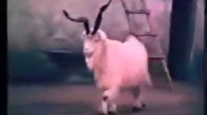 козел провокатор