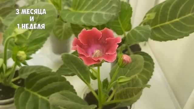 ГЛОКСИНИЯ - от ростка до цветения. Выращиваю глоксинии из своих семян.