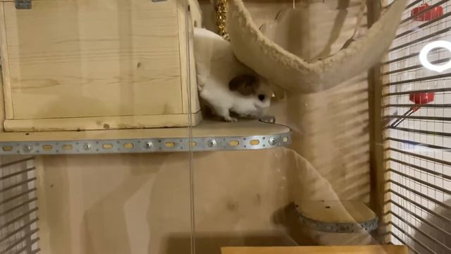 Про Шуршика и Шушечку. Доминация девочки, захват территории. Станут ли они парой или не приживутся? смотреть онлайн